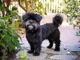 Affenpinscher