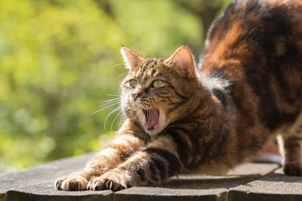 Cat Behavior Basics