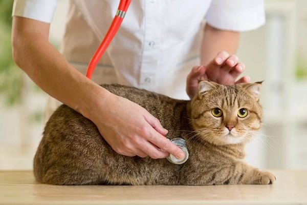 Illnesses cat