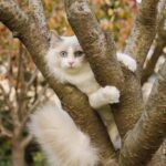 A fluffy white and gray ragdoll cat with blue eyes perched on a tree branch in an autumn setting.