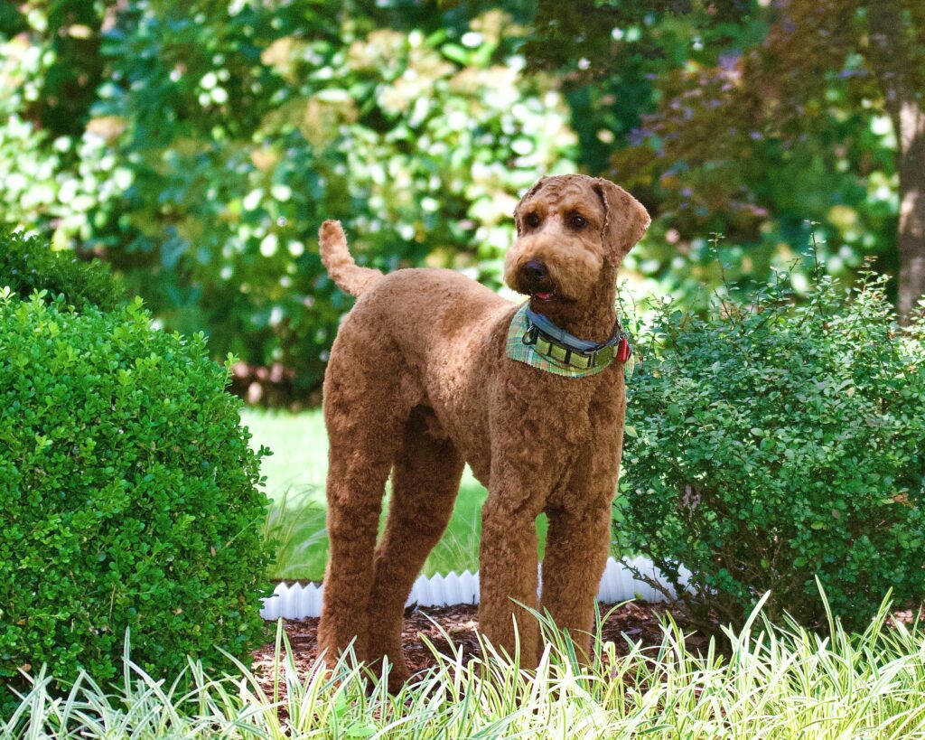 A well-groomed Airedale Terrier in a vibrant garden setting, showcasing its elegance.
