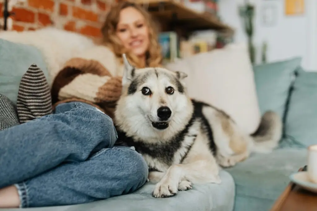 choosing the right pet