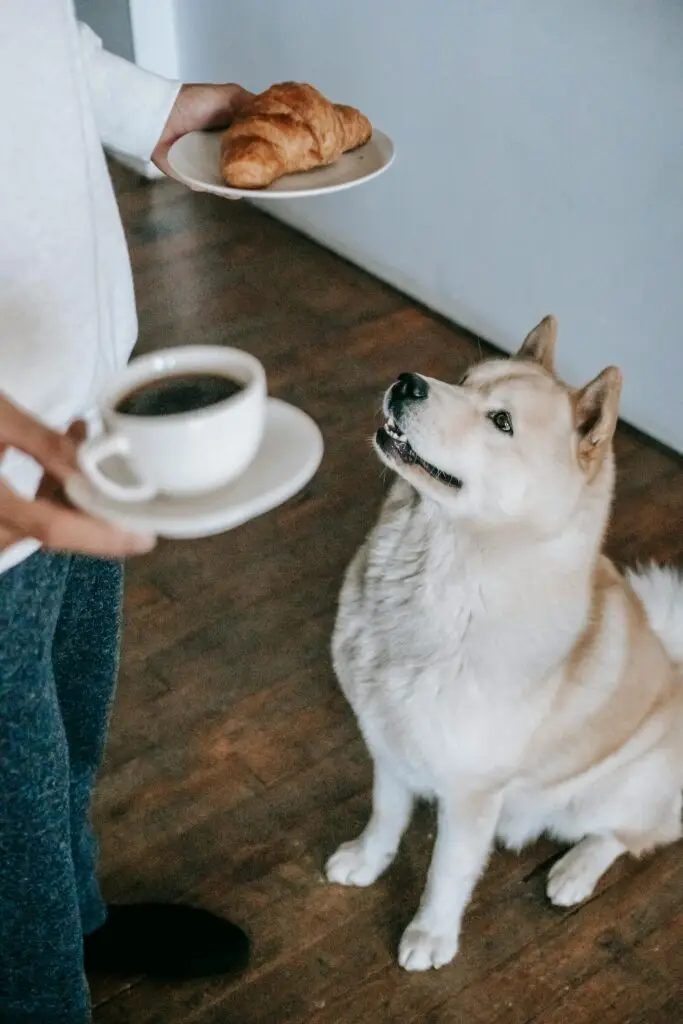 Dog Nutrition Guide