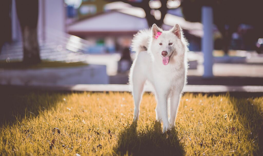 A cute white dog with a pink bow stands on grass in a sunny park.