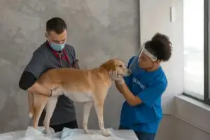Veterinarian and volunteer examining a dog in an indoor clinic environment.