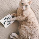 Adorable domestic cat lounging with a handwritten note saying 'All you need is cat'. Perfect cute pet portrait.