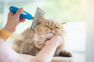 Cat grooming with clean skin and bright fur