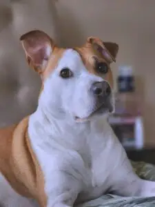 American Staffordshire Terrier with a family in a sunny backyard
