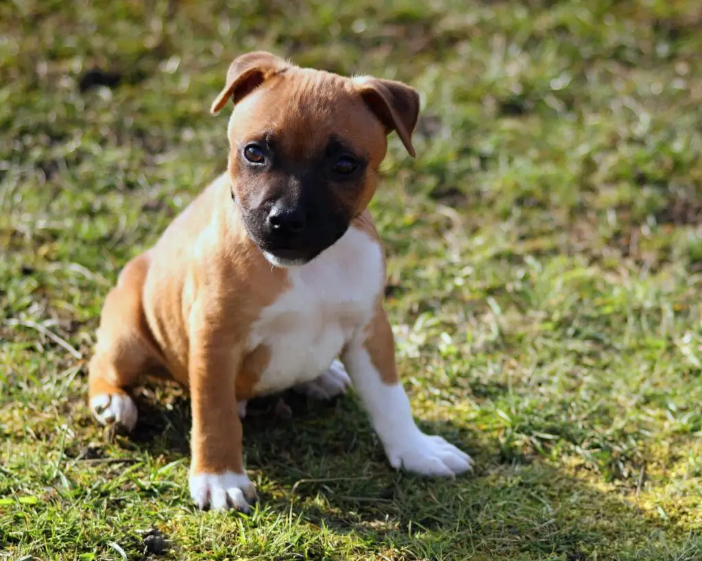 American Staffordshire Terrier baby