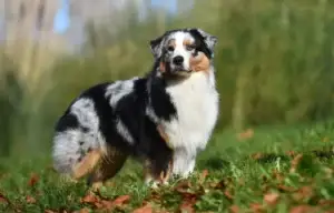 Australian Shepherd photo