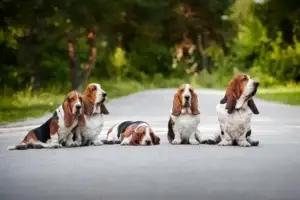 Basset Hound Dogs