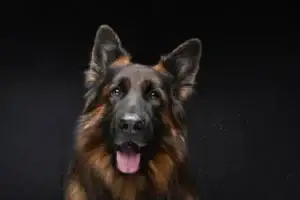 Belgian Tervuren
