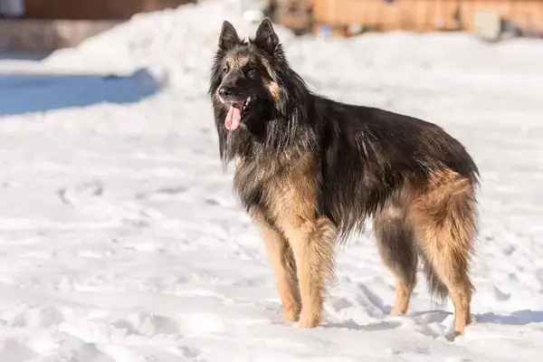 Belgian-Tervuren-standing