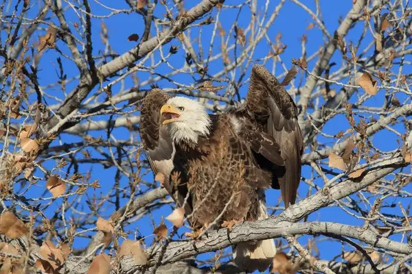 Jackie the bald eagle feeding chick in Big Bear nest – Big Bear bald eagles 2025