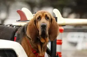 Bloodhound