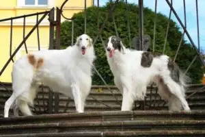 Borzoi