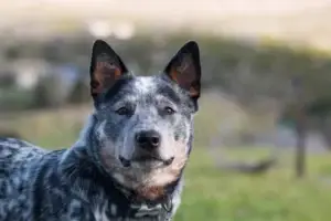 Australian Cattle Dog photo
