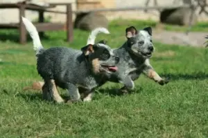 australian cattle dog puppies running