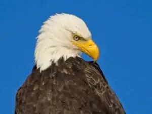 Jackie the bald eagle feeding chick in Big Bear nest – Big Bear bald eagles 2025