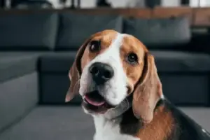beagle-dog