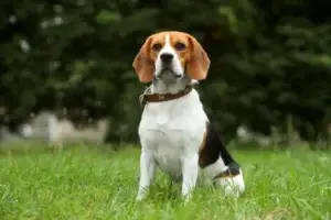 beagle puppy on grass