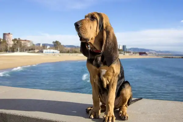 beautiful-bloodhound-puppy