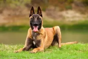 belgian-malinois-young-puppy