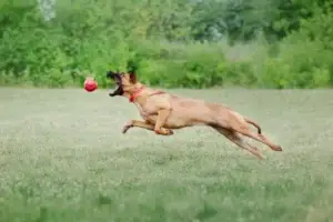 belgian shepherd malinois dog