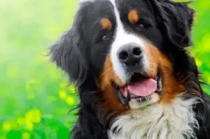 bernese-mountain-dog-portrait