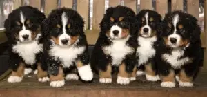 bernese-mountain-dog-puppets