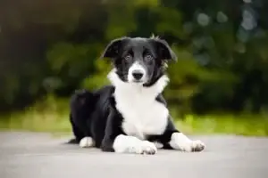 black-and-white-border-collie