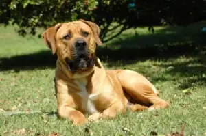 boerboel