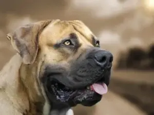 boerboel-head-portrait-south-african