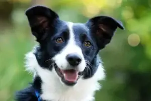border-collie