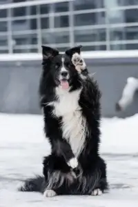 border-collie-sticking-out-tongue