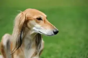 borzoi-dog-in-grass