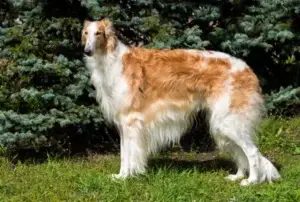 borzoi-russian-brown