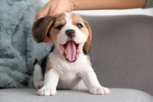 cute beagle puppy