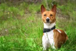 photo basenji dog grass