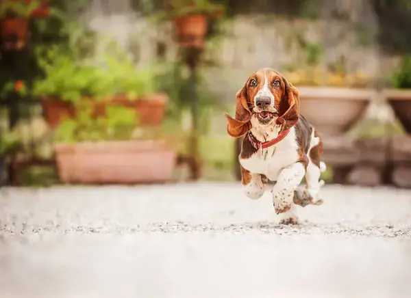 photo basset hound dog running playing