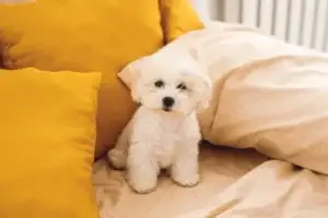 photo-fluffy-little-white-bichon-frize