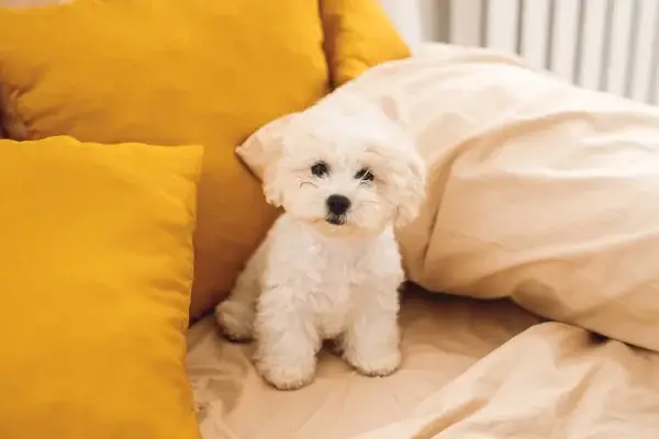 photo-fluffy-little-white-bichon-frize