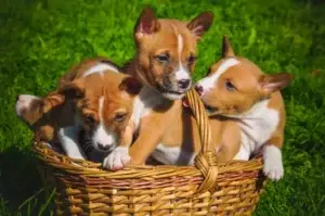 photo funny basenji dogs puppy
