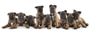 photo-puppies-belgian-malinois
