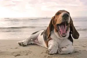 photo-yawning-basset-hound
