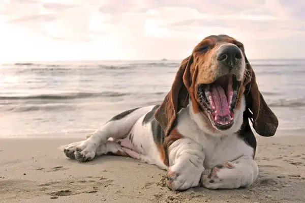 photo-yawning-basset-hound