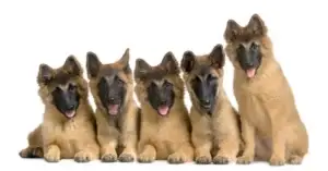 puppies-belgian-tervuren