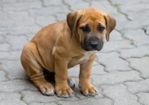 south-african-boerboel-puppy-game