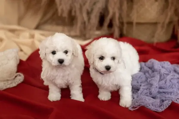 white-bichon-frize